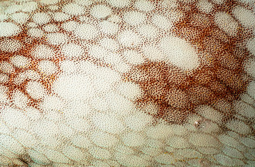 Chromatophores pattern on octopus skin in Japan