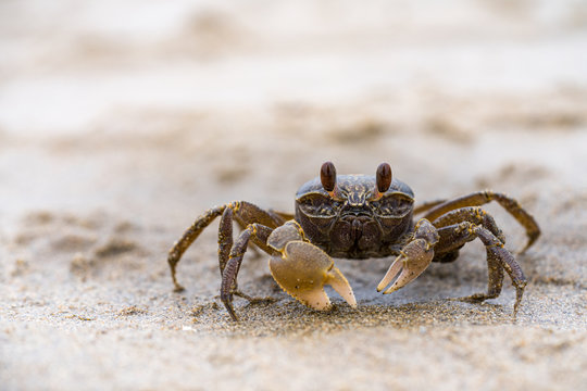 small sea crab on beach 