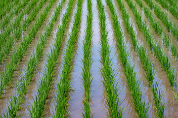 Rice field with irrigation water in Japan