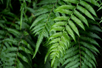 fern in the forest