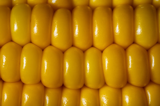 fresh corn closeup picture in summer