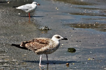 seagulls on the seashore