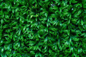 Naklejka na ściany i meble Wall with plastic green leaves texture background.