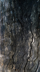 Tree bark background with wooden texture. Forest, Crimea.