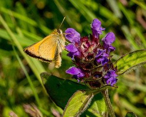 Skipper Moth, winged insect, on flower.
