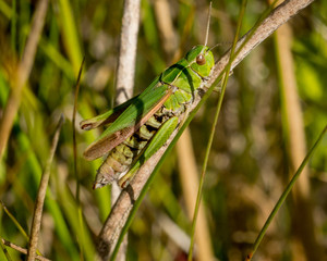 Comman Grasshopper resting in the sunlight on a grassy stalk.