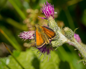Skipper Moth, winged insect, on flower.
