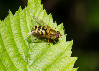 Hover Fly sitting on green leaf.