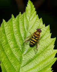 Hover Fly sitting on green leaf.