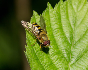 Hover Fly sitting on green leaf.