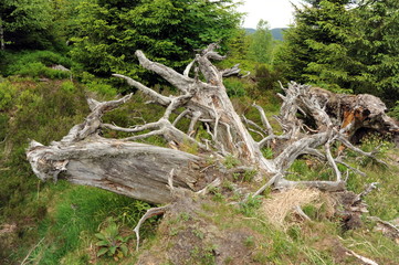 ausgeblichene Wurzeln bei Kaltenbronn