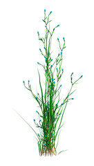 3D Rendering Patch of Grass on White