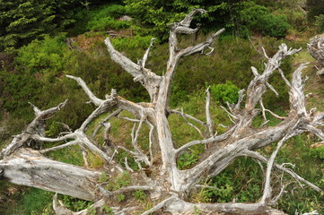 ausgeblichene Wurzeln bei Kaltenbronn