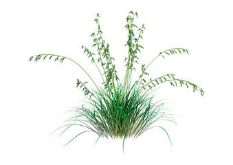 3D Rendering Patch of Grass on White