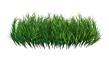 3D Rendering Patch of Grass on White