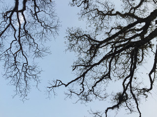 Dried trees under blue sky