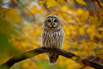 Barred Owl taken in southern MN in the wild
