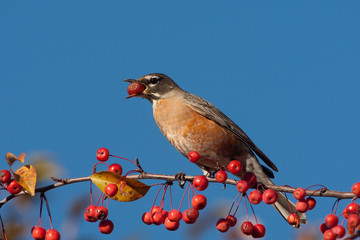 American Robin with carbapples taken in southern MN