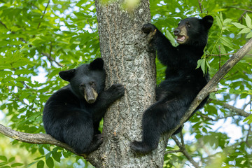 Black Bear in tree taken in northern MN in the wild