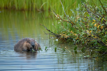 American Beaver eating leaves in water taken in northern Alaska in the wild © Stan