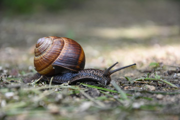 Big snail in shell crawling. Curious snail in the garden