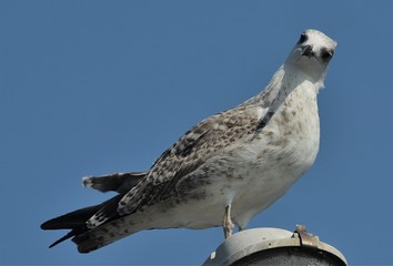 a seagull sitting