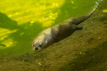 River Otter swimming underwater taken in SE Arizona under controlled conditions