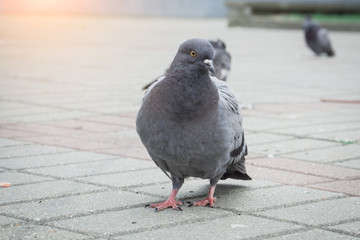 Pigeon Dove in the city streets Urban Birds