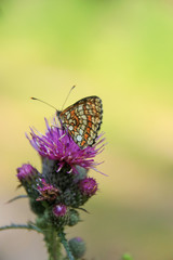 Beautiful nature (Hesperiidae butterfly ) along the hikingtrail to Filzmoos Moor in the holiday destination Wildschönau - Niederau, Tyrol - Austria