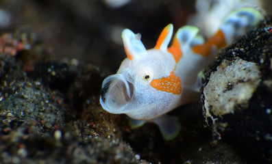 Macro underwater world - Warty Frogﬁsh - Antennarius maculatus (juvenile).  Diving and super...