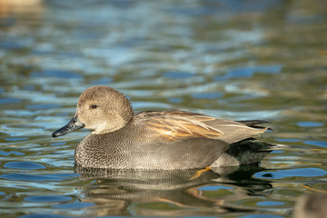 Gadwall adult male taken in SE Arizona in the wild