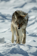 Coyote walking in snow taken in Yellowstone NP