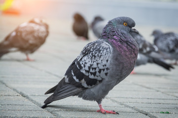 Pigeon Dove in the city streets Urban Birds