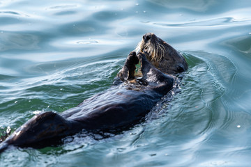 Fototapeta premium A sea otter floating in the pacific ocean on it's back with it's paws to it's mouth eating.