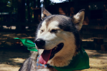 Alaskan malamute, cropped shot. Animals, Pets concept.