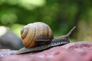 Big snail in shell crawling. Curious snail in the garden