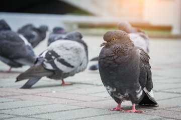 City bird dove stands on the sidewalk