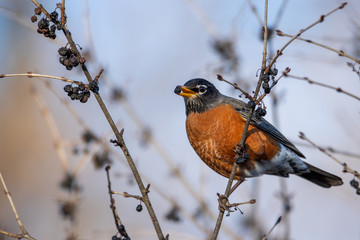 American Robin eating buckthorn berries taken in southern MN