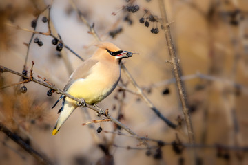Cedar Waxwing eating buckthorn berries taken in southern MN