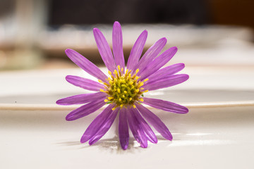 Macro of a flower