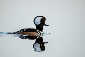 Hooded Merganser male swimming taken in central MN