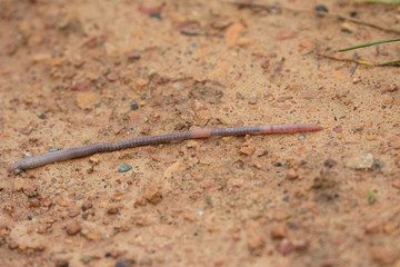 Obraz na płótnie Canvas Earthworm on dirt taken in southern MN