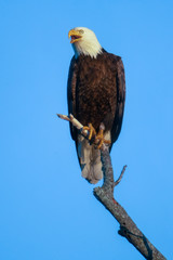 Bald Eagle adult perched taken in Central MN in the wild