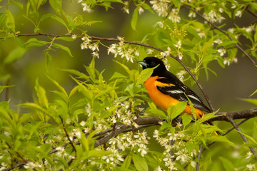 Baltimore Oriole adult male taken in central MN