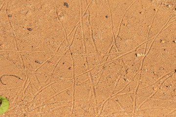 Earthworm tracks in sand take in southern MN in the wild