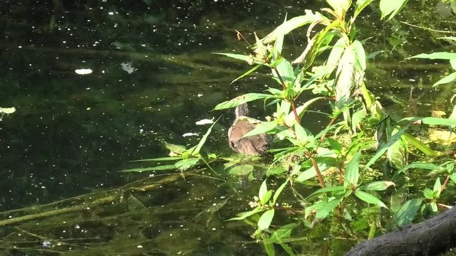 pullo di gallinella d'acqua
