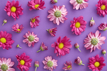 Flower pattern on a colorful background viewed from above. Gerbera blossom floral background. Top view