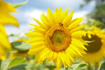 Sunflower natural background. Sunflower in the field, agriculture