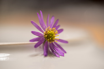 Macro of a flower