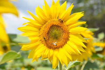 Obraz premium Sunflower natural background. Sunflower in the field, agriculture